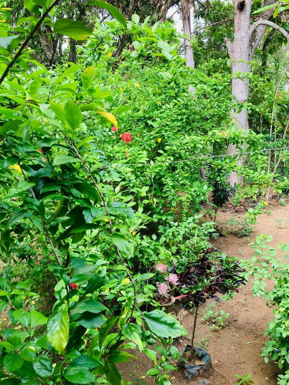 Sigiri Lodge Sigiriya Ngoại thất bức ảnh